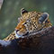 relaxing leopard